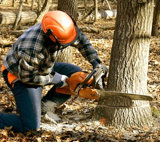 Tree Removal in Liberty Hill, TX